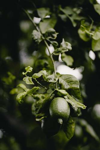 fruit green lime fruits lime