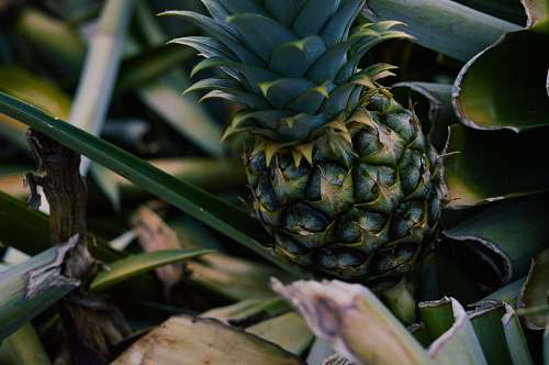 fruit green pineapple pineapple