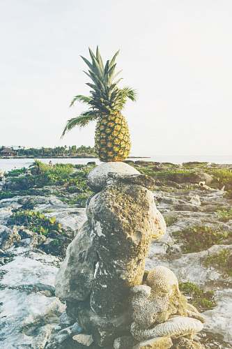 pineapple green pineapple fruit
