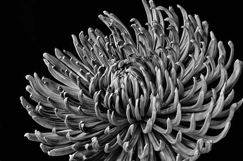 black-and-white greyscale photography of flower banana