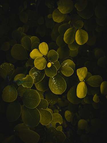 food macro photography of green-leafed plant fruit