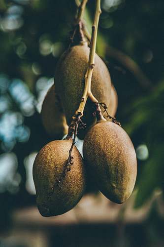 food mango fruits fruit
