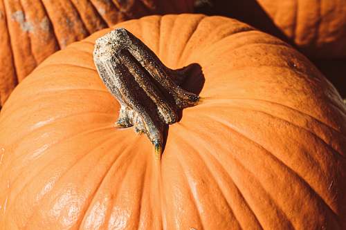 food orange pumpkins pumpkin