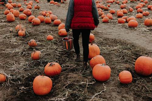 human person surrounded with orange pumpkins person