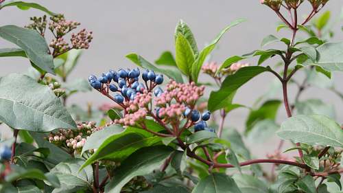 food round blue and red petaled flowers blueberry