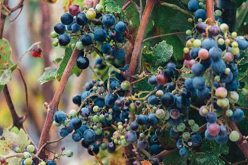 food selective focus photo of grapes blueberry