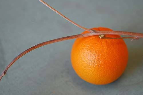 fruit shallow focus photo of orange fruit citrus fruit