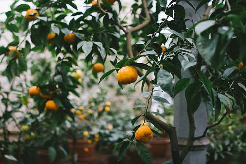 fruit shallow focus photography of orange fruits produce