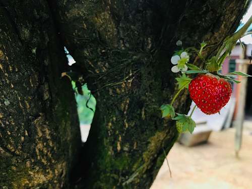 food strawberry on tree trunk fruit