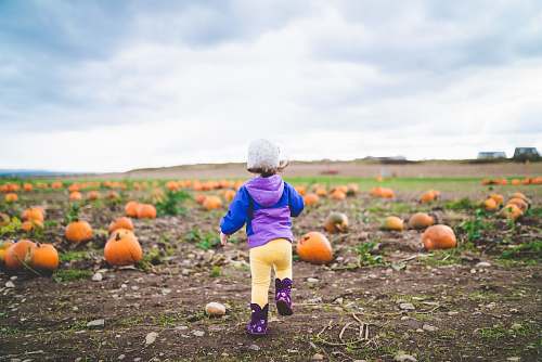 food toddler standing near pumpkins on ground pumpkin