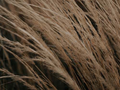 plant brown grass food