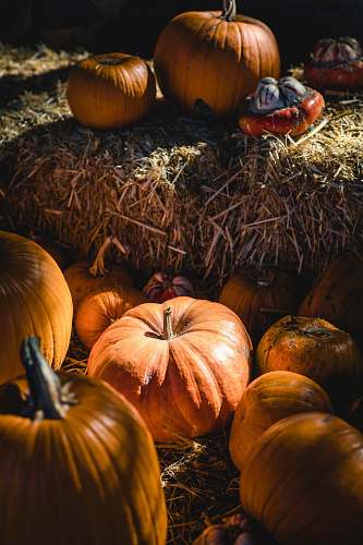 plant bunch of pumpkins on grass food