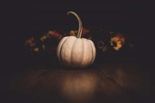 plant white pumpkin vegetable