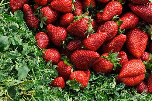 food red strawberries on grass field fruit