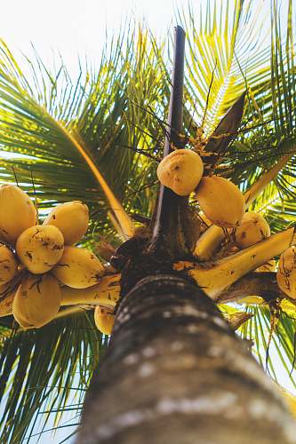 plant  nut