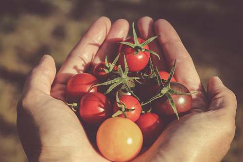 tomato person holding red and orange tomatoes produce
