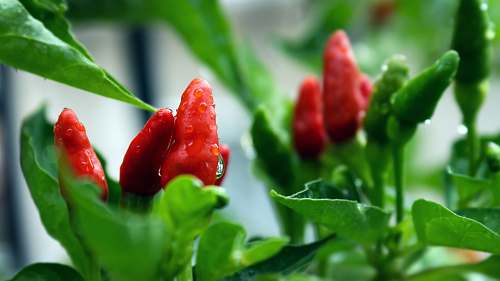 plant selective focus photography of chili pepper
