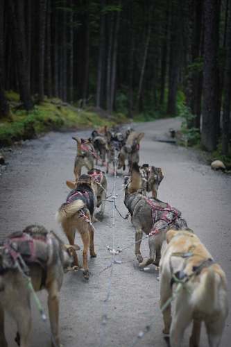animal dog walking on road flora