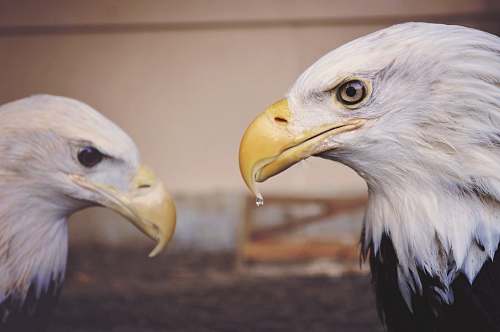 bird American Eagles during daytime eagle