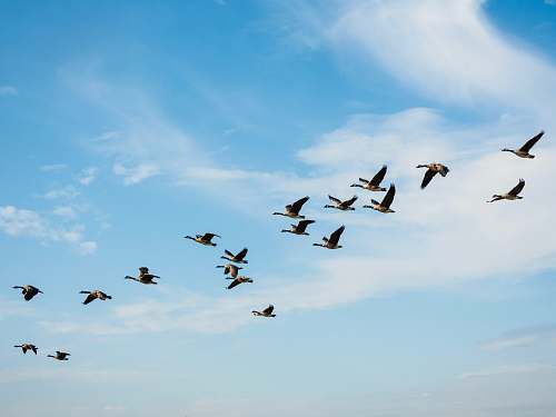 bird birds flying during day flock