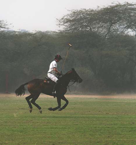 horse man horse backriding on green field mammal