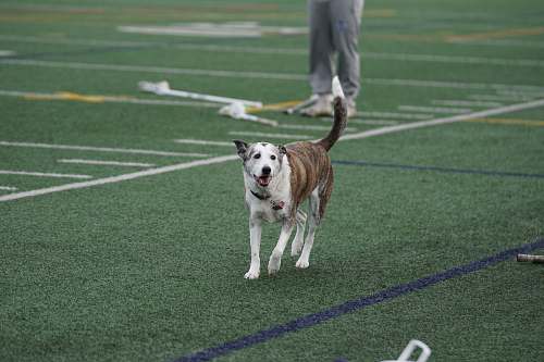 canine shallow focus photo of brown and white dog walking on football field dog