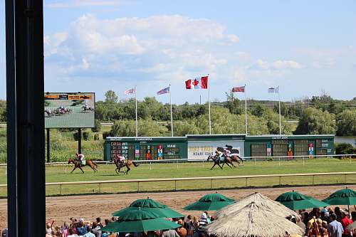 horse time-lapse photography of horses in a race track mammal