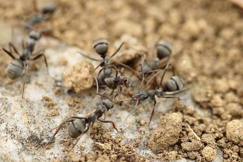 insect four gray ants animal