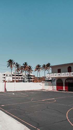 flora black basketball court palm tree