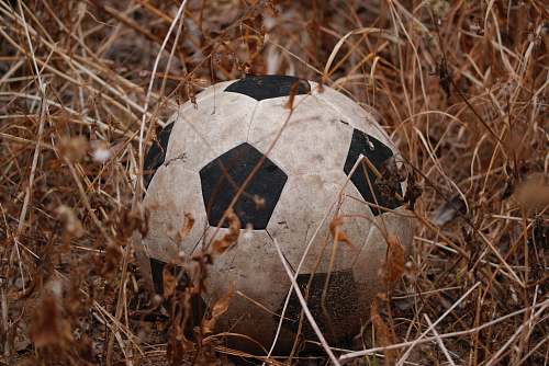 animal black and white soccer ball in brown field reptile