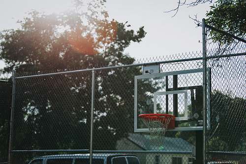 flora black and white basketball hoop plant