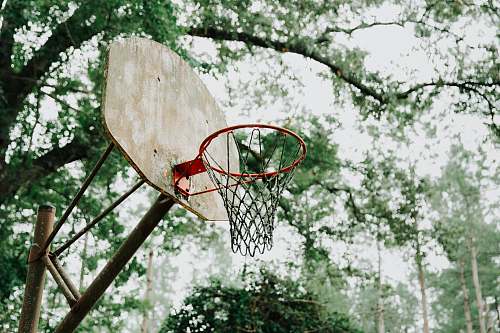 sport low angle photography of brown basketball hoop trees