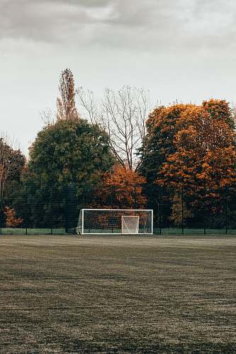 plant white soccer goal tree