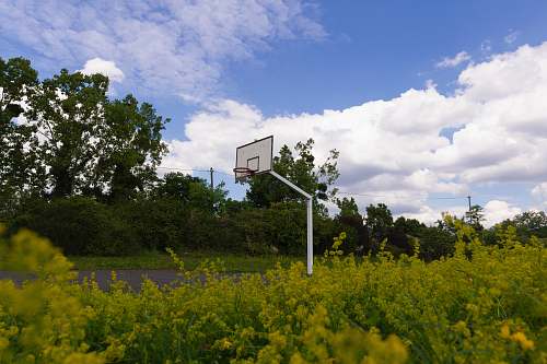 nature basketball court near trees grassland