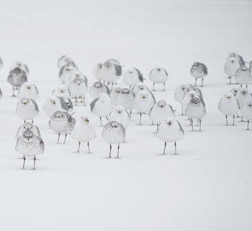 white white birds on white flooring bird