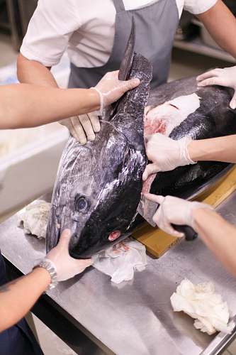 fish people holding and slicing tuna tuna