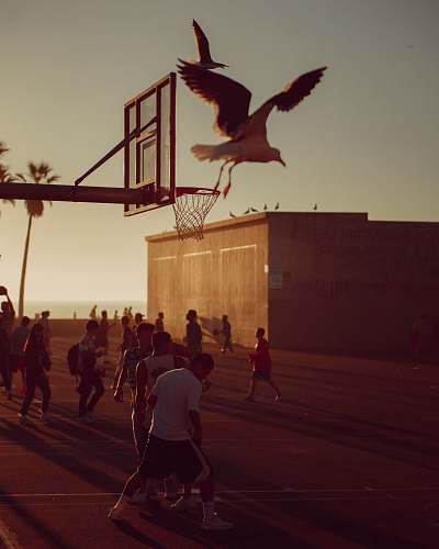 person people playing basketball during golden hour animal