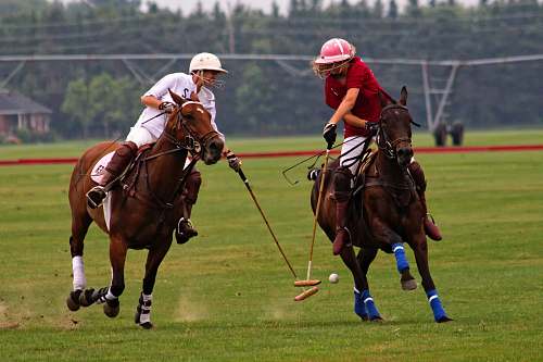 horse shallow focus photography of two man competing at the polo pony polo