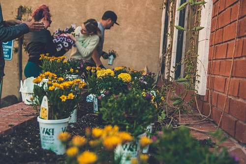 plant shallow focus photography of yellow flowers near people flower