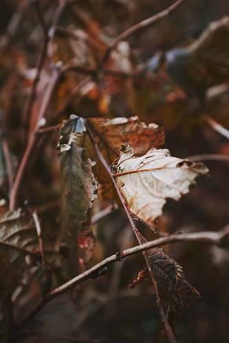 tree shallow focus photography of brown dried leaves oswald west state park