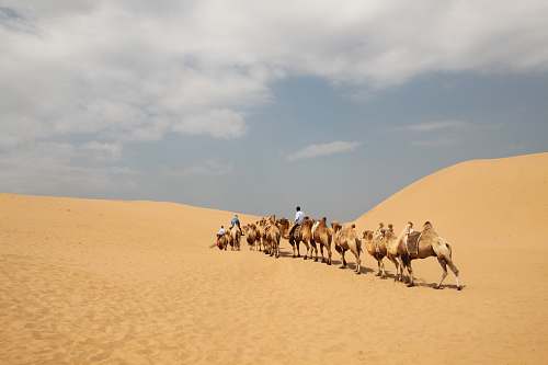 sand person riding camel nature