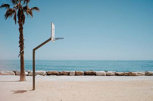 sports basketball hoop system near palm tree on shore team