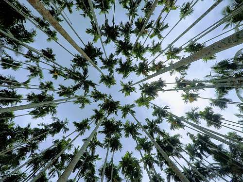 india low angle photo of trees during daytime poongode rd