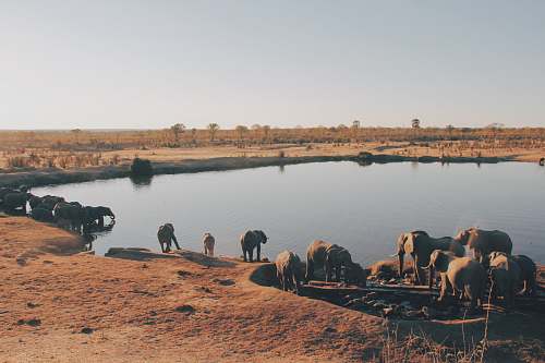 zimbabwe herd of elephant drinking water from lake africa