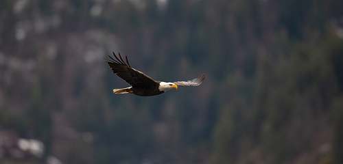  bald eagle flying 