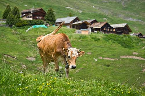  brown cattle on hill 