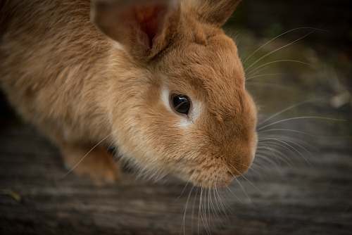  brown rabbit in shallow focus 
