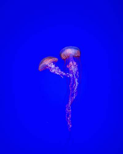  two jelly fishes 