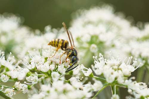 animal selective focus photo of bee perch on white flower bee
