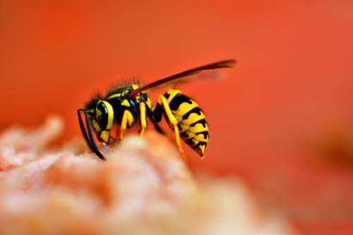 andrena  wasp